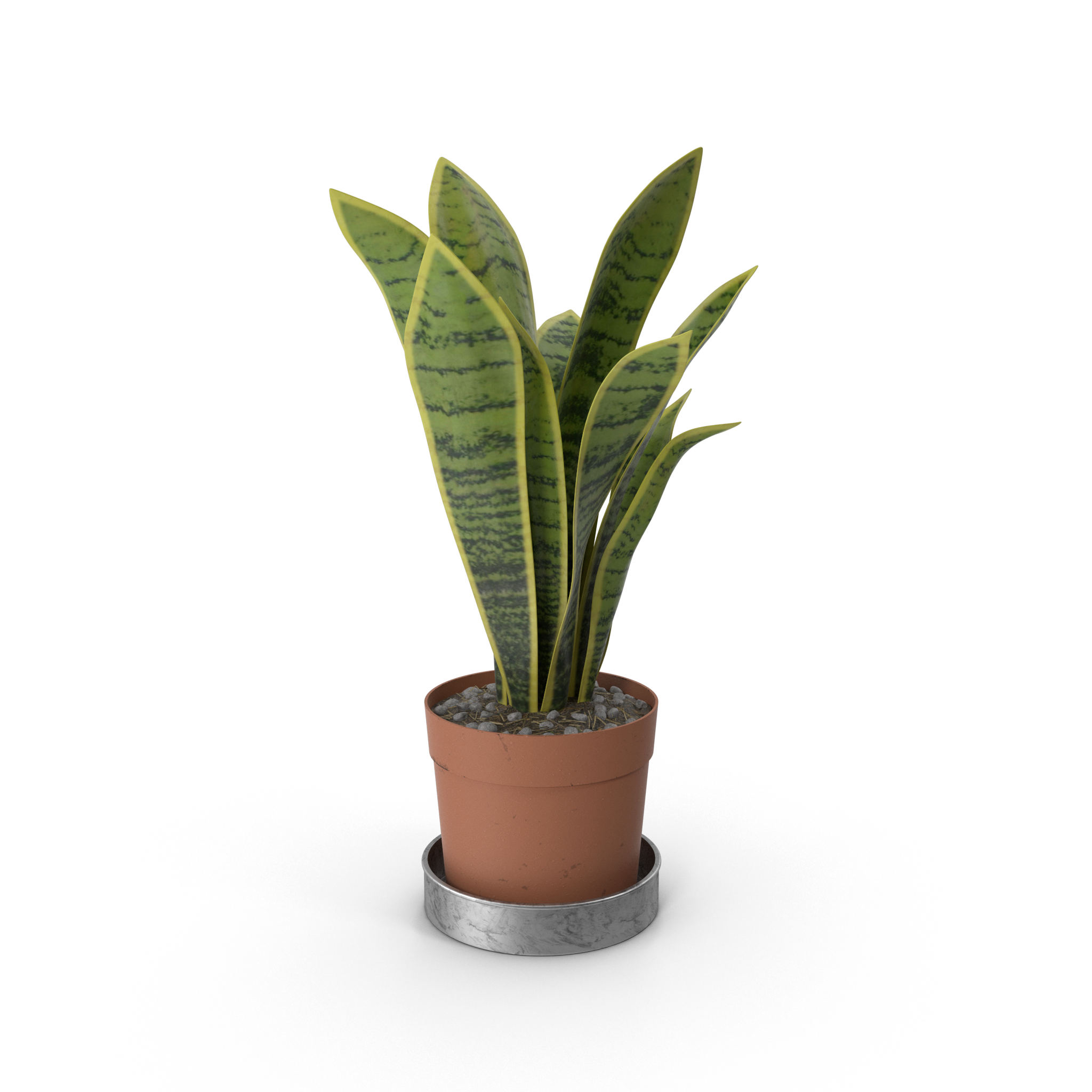 House Plant - NORMCORE™ Minimalistic