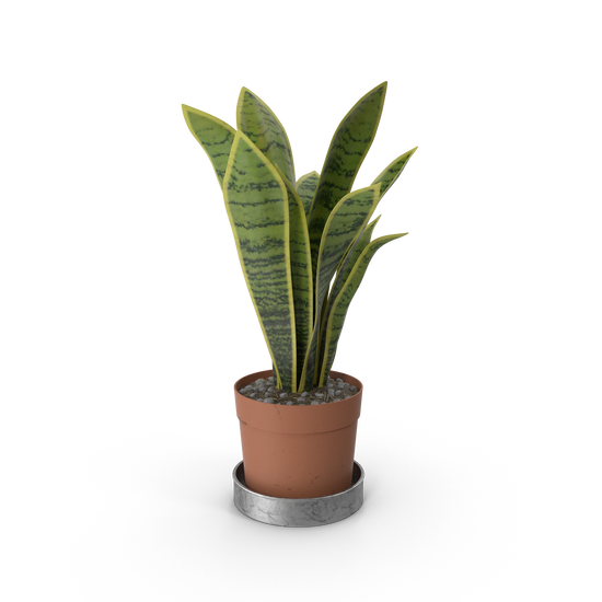 House Plant