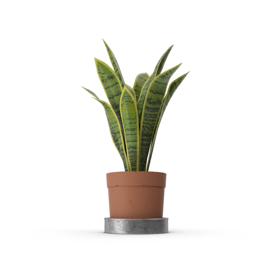 House Plant