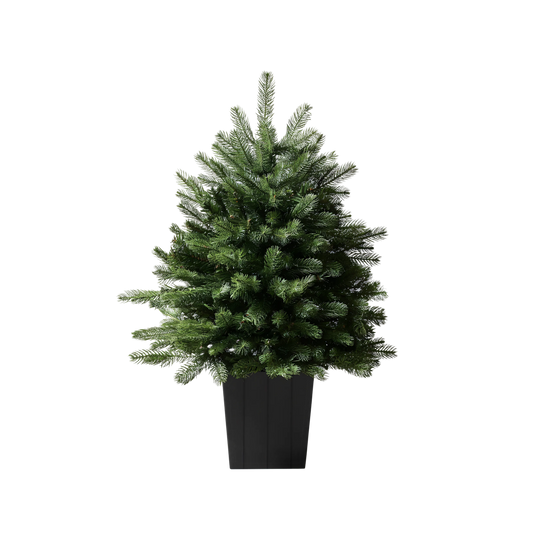 Modern Potted Pine Tree