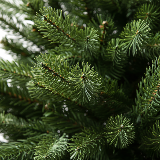 Modern Potted Pine Tree