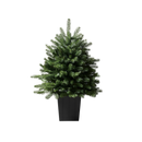 Modern Potted Pine Tree