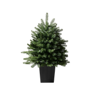 Modern Potted Pine Tree