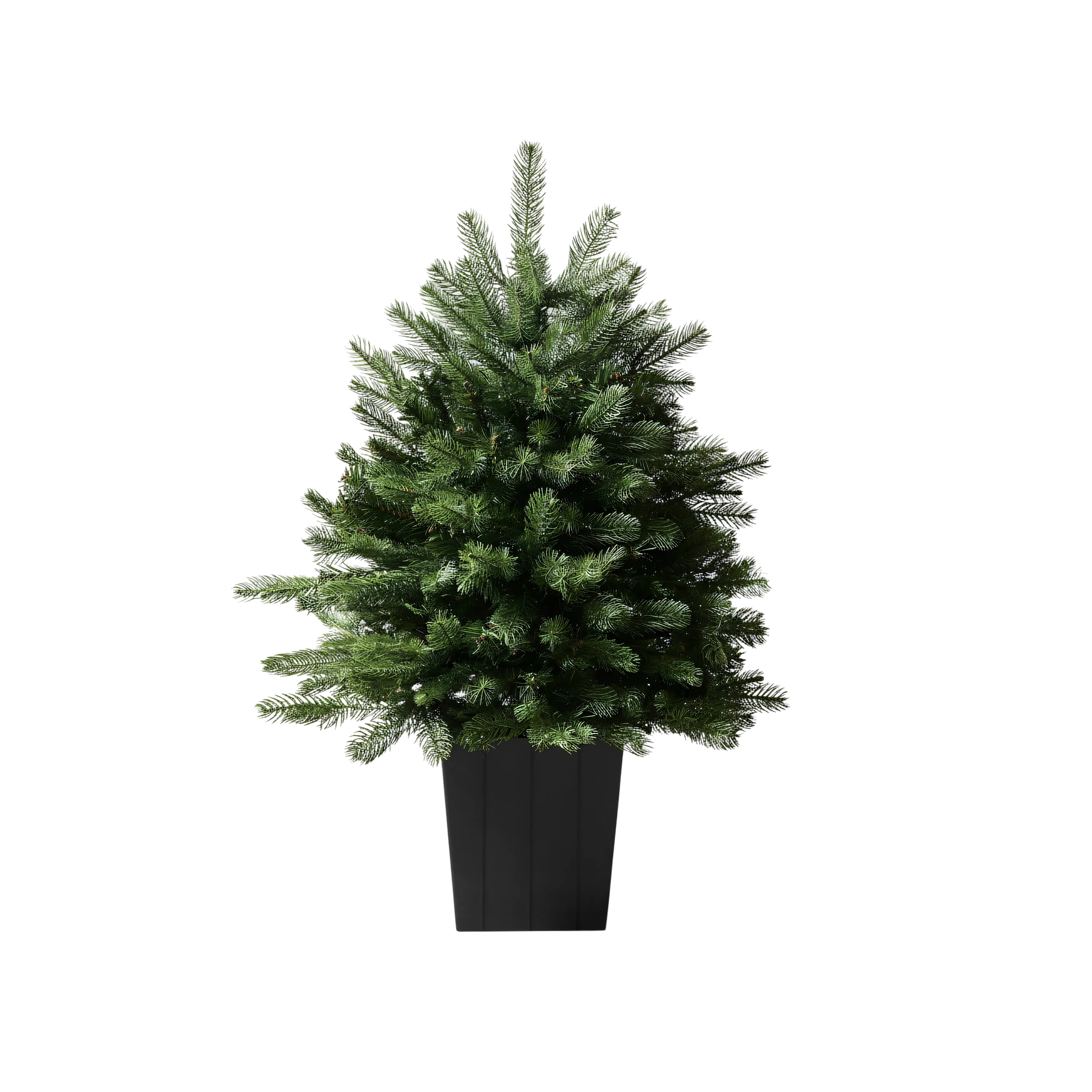 Modern Potted Pine Tree