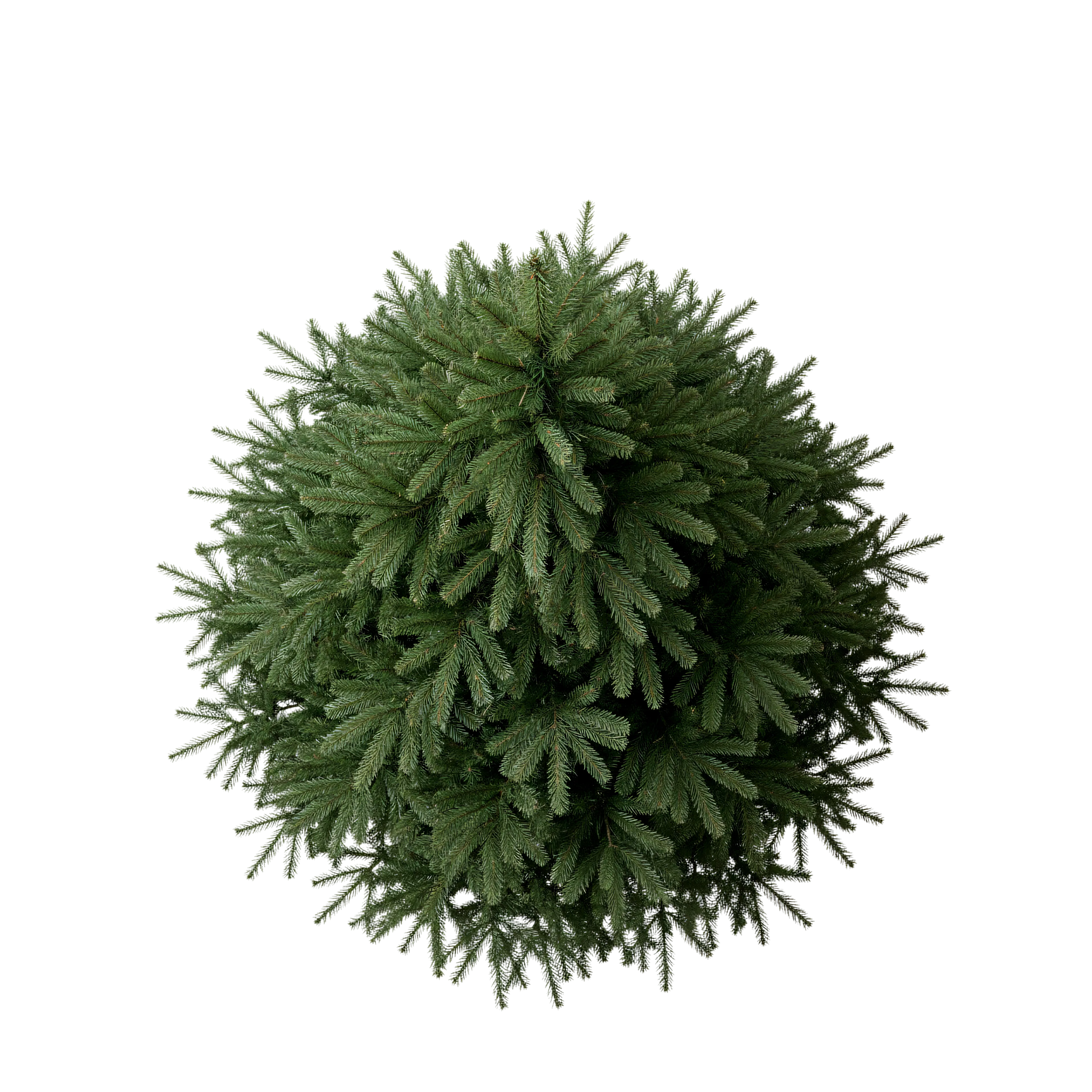 Realistic Pine Christmas Tree